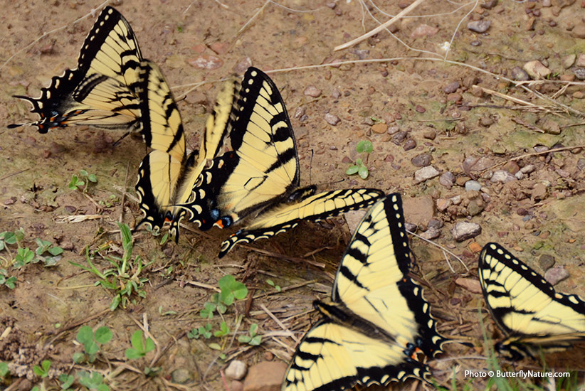 diy-butterfly-puddler-pv: Butterflies congregate near damp, muddy spots to find moisture and minerals.