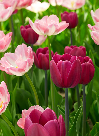 Tulip (Tulipa spp. and hybrids)