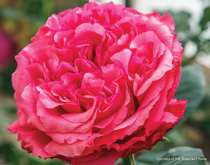 Loves Me Loves Me Not Rose courtesy of Star Roses: These large, vibrant-pink blooms are a great way to draw attention to an entry or a special seating area in the garden. 