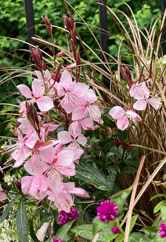 gauraWR: Gaura’s deep maroon buds and pretty pink blossoms are a lively companion to the bronze sedge grass.