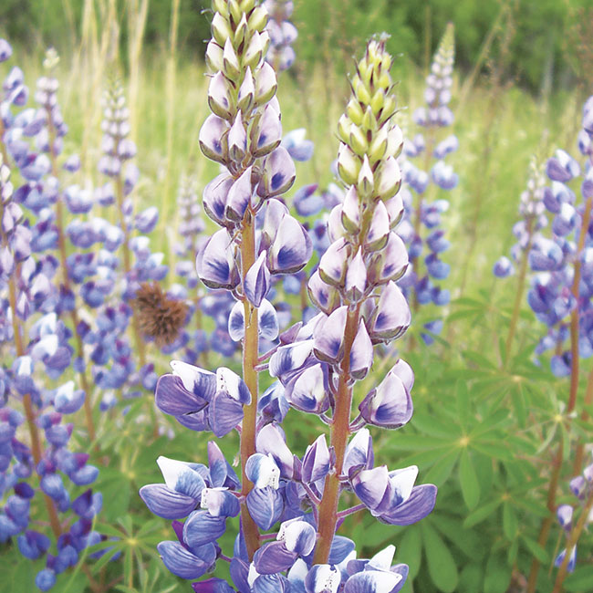 Sundial lupine plant with purple blooms: Lupine is the sole host plant for the endangered Karner blue butterfly found in scattered locations from eastern Minnesota to New Hampshire and New York. 