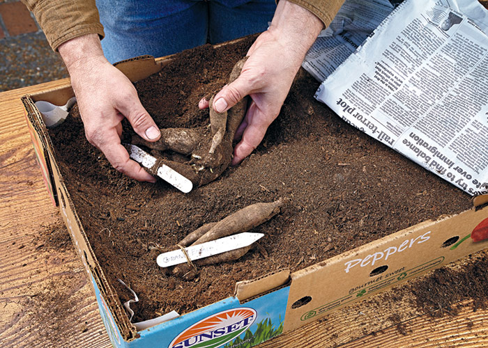 Storing dahlia tubers in peat: Store dahlia tubers in peat moss through winter so you can grow them again the following season.