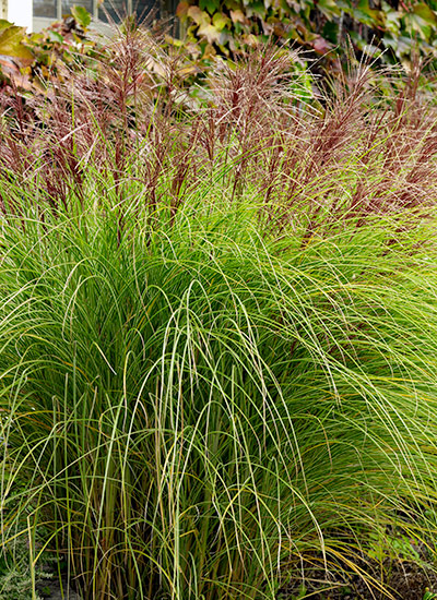 Maiden Grass (Miscanthus sinensis ‘Morning Light’)
