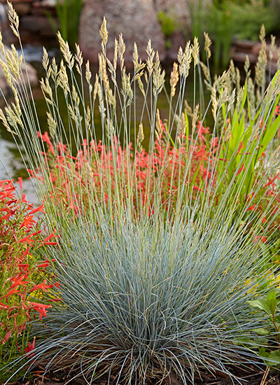 'Elijah Blue' blue fescue (Festuca glauca)