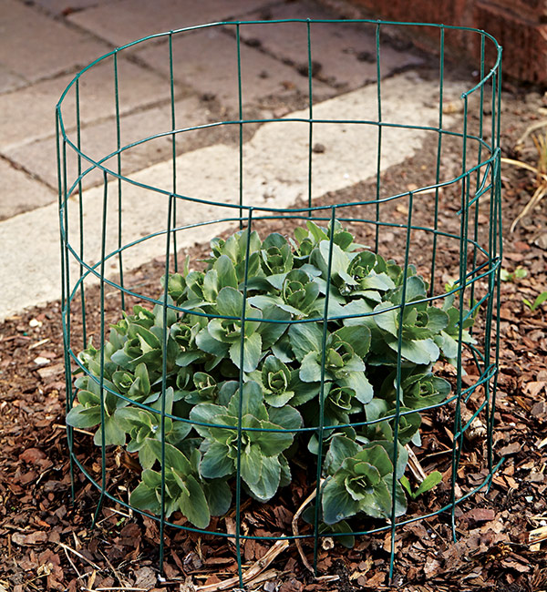 Staking tall sedum with hardware cloth hoop: Overlap the ends a few inches to keep the cylinder together to envelop mounded plants like this tall sedum.