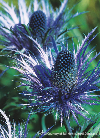 ‘Blue Jackpot’ (Eryngium hybrid)