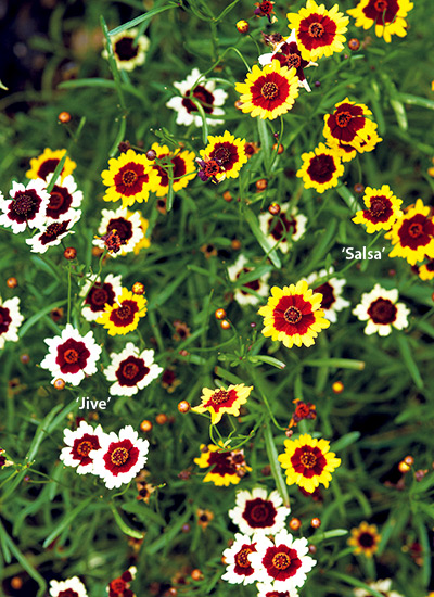 Threadleaf coreopsis (Coreopsis verticillata)