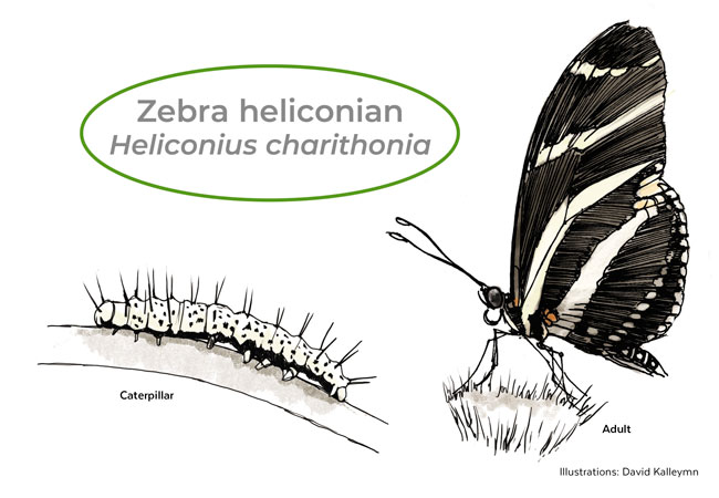 Butterfly and caterpillar illustration of Zebra heliconian