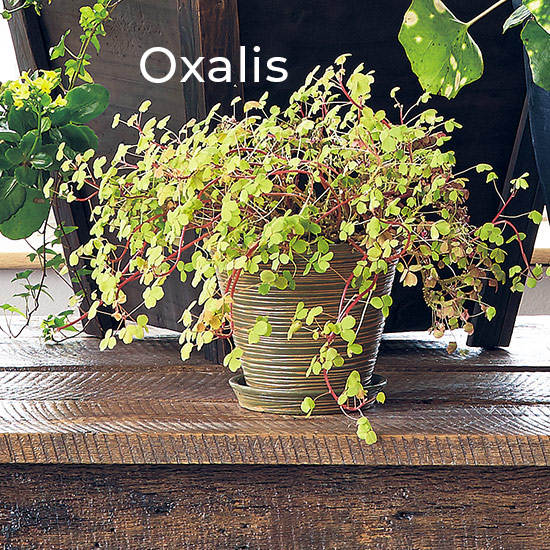 Oxalis (Oxalis spiralis vulcanicola)