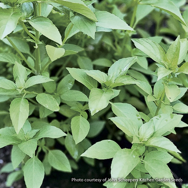 172-fall-harvest-veggies-lemon-basil:Lemon basil