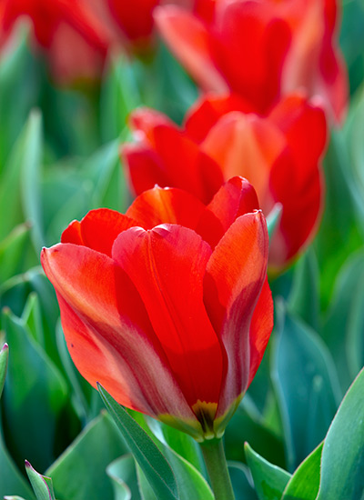 Tulip (Tulipa Red Cubed™)