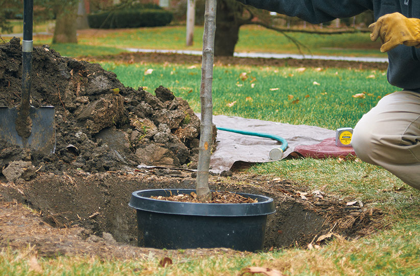 ht-p-plant-a-tree-in-4-steps-1: To plant a tree, dig an outward-sloping hole two to three times the width of the tree's root ball, and only as deep as the root ball. 