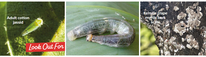 regional-pests SE-collage-header