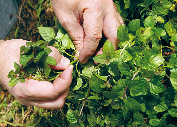 summer-garden-checklist-harvest-herbs: Harvesting herbs throughout the season will help keep them from going to seed.