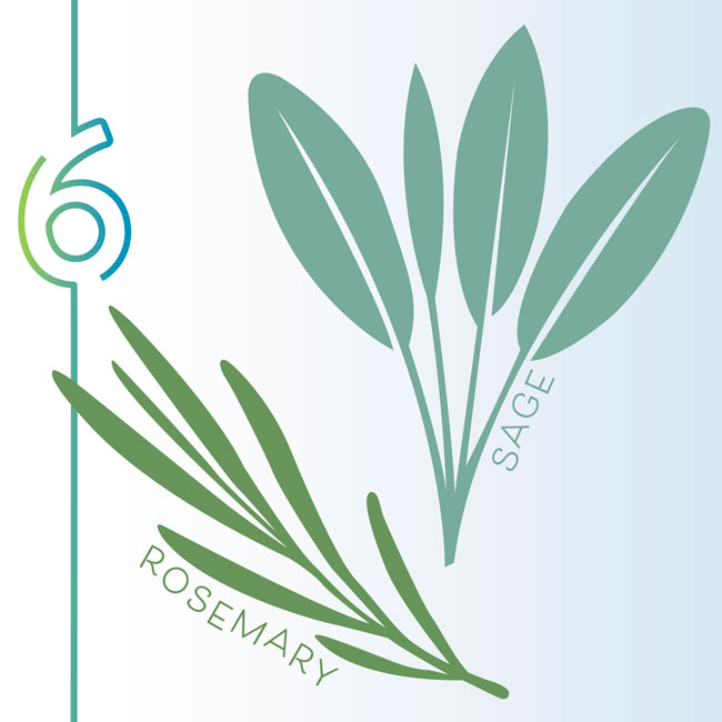 Rosemary & Sage illustration:  Harvesting often keeps herb plants compact and tidy.