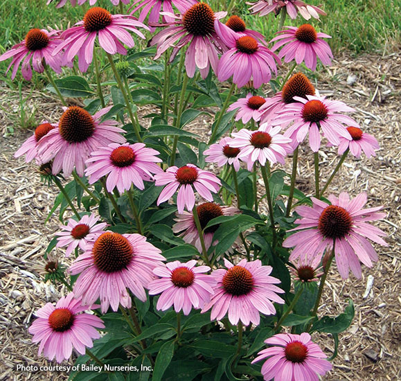 Coneflower  (Echinacea purpurea Prairie Splendor™ Rose Compact)