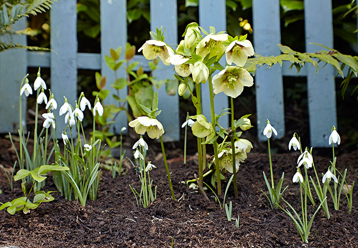 Spotted yellow hellebores and snowdrops blooming in spring: The delicate white bells of snowdrops are among the first to signal spring’s arrival, joined here by the charming ‘Yellow Spotted’ hellebore.