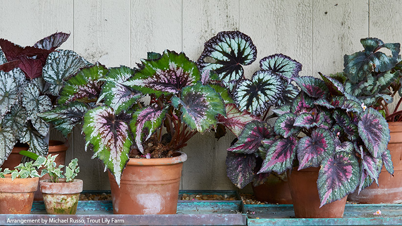 Rex begonia grouping preview image: Rex begonias have a wide variety of unique leaf patterns, shapes and colors.