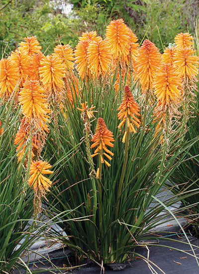 Poco™ Orange torch lily (Kniphofia hybrid)