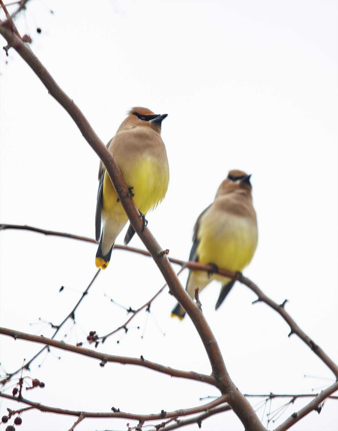 Cedar Waxwings in a tree photo by Jack Coyier: Cedar waxwings are named for the Eastern red cedar fruit they rely upon, and for the red tips on secondary wing feathers.