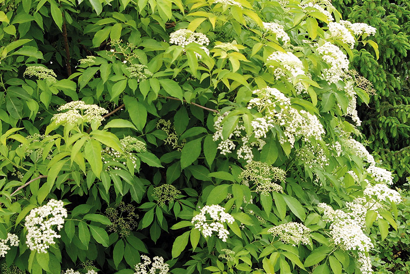 Elderberry (Sambucus canadensis ‘Aurea’)