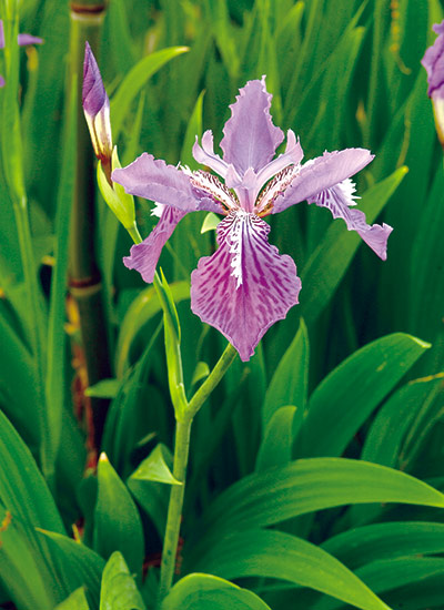 Japanese roof iris (Iris tectorum)