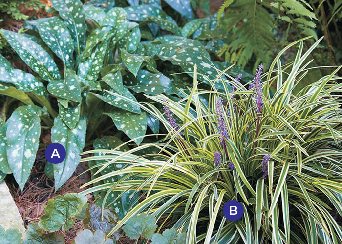 Lungwort drought-tolerant plant combo: Contrasting lungwort speckles and lilyturf stripes add lively interest to the border, even when flowers are not in bloom.