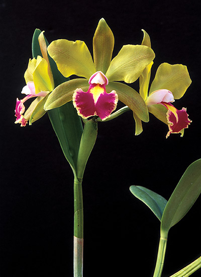 Corsage orchid (Cattleya hybrid)