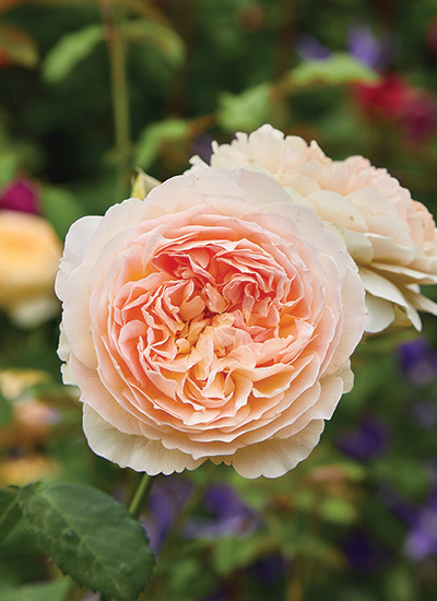 Evelyn rose (Rosa hybrid)