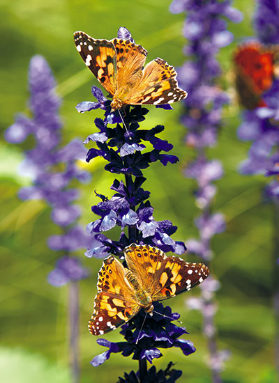 Mealycup sage (Salvia farinacea)