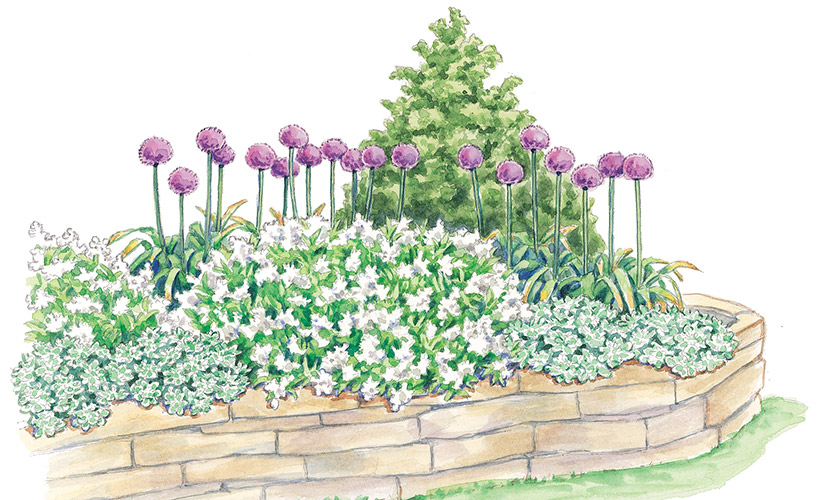 spring-bulb-garden-design-lead: Big, round alliums make a wonderful accent in spring along with the masses of white flowers of the slender deutzia.