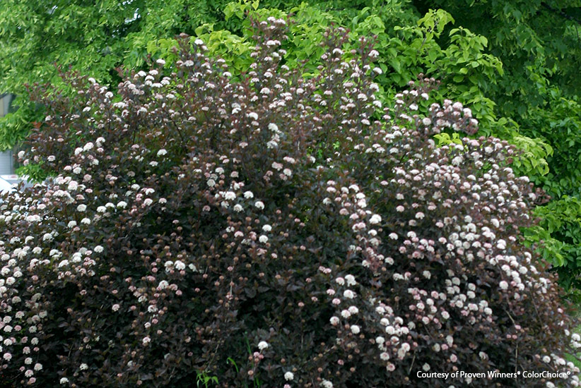 mutliseason-shrubs-tiny-wine-ninebark: Tiny Wine ninebark sports gorgeous maroon foliage all year.
