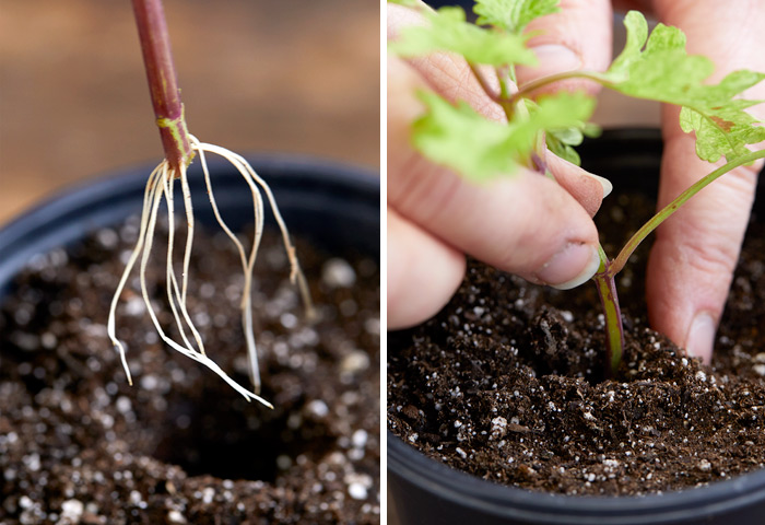 Once roots form on your coleus cutting, pot them up in soil: Once roots have reached 1 to 2 inches in length, they are ready to be potted up.