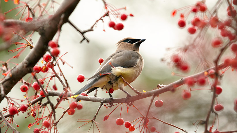 19 Berry-Producing Plants That Will Attract Birds to Your Yard