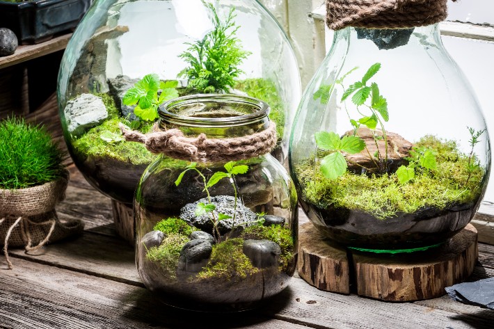 Best Terrariums to Bring Nature Inside | Garden Gate