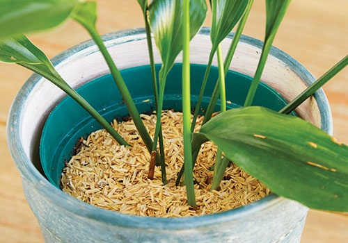 Rice hulls on top of houseplant soil