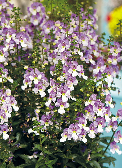 Angelonia (Angelonia angustifolia)