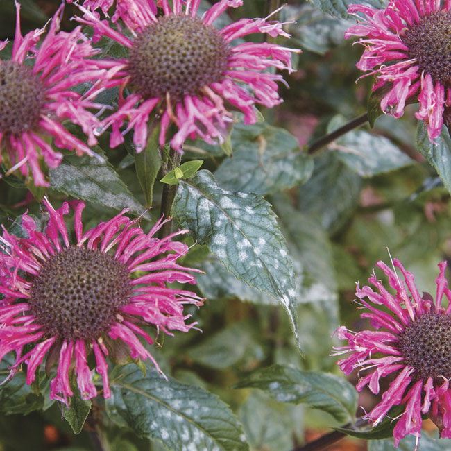 Powdery mildew on bee balm flowers: Powdery mildew shows up as white spots on the leaves and can quickly spread to cover the entire plant.