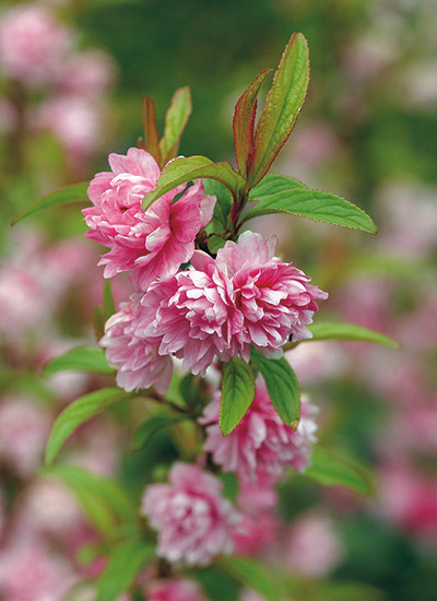 Dwarf flowering almond (Prunus glandulosa ‘Sinensis’)