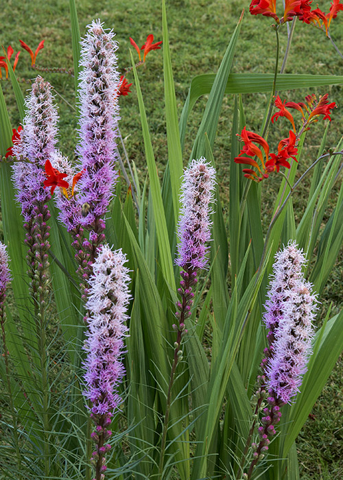 Spike Blazing Star: Native to moist soil areas of the Eastern United States, spike blazing star is a good choice for rain gardens.
