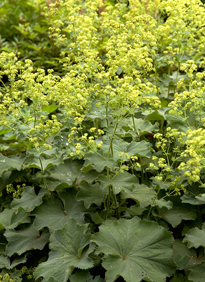 Lady’s mantle (Alchemilla mollis)