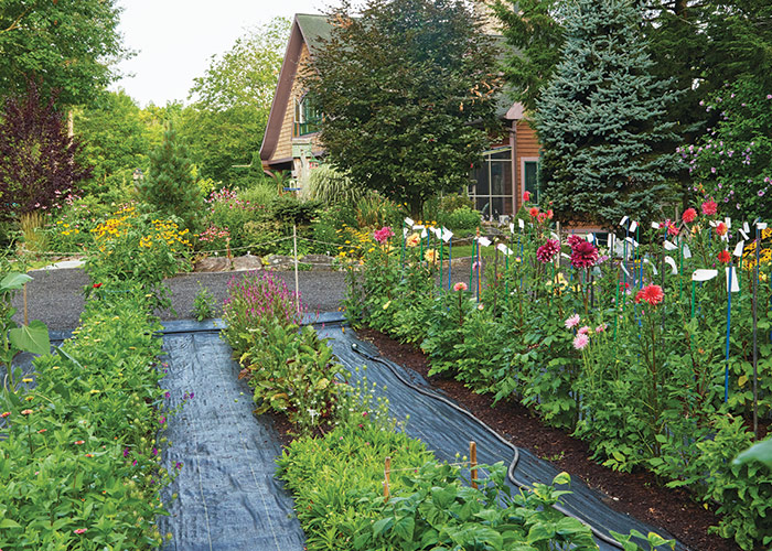 Dahlia patch garden view: A deer fence comprised of two rows of rope strung a few feet off the ground seems to encourage the critters to seek dinner elsewhere.