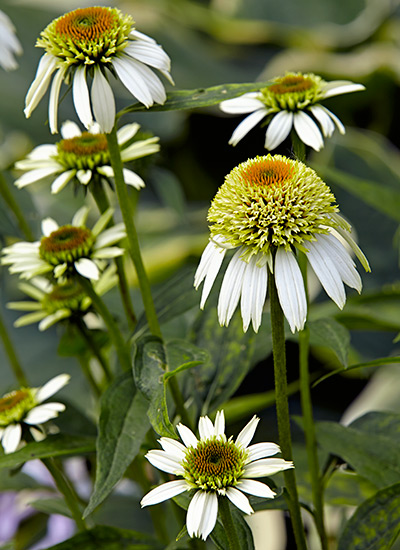 ‘Coconut Lime’ coneflower (Echinacea hybrid)