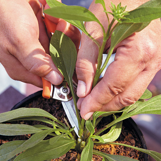 Grow-your-best-coneflowers-remove-flower-stalk-first-year: Removing flower stalks the first year will help your coneflower establish healthier roots since it’s not putting energy into flowers.