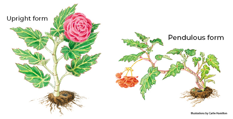 Upright vs. pendulous forms of tuberous begonias