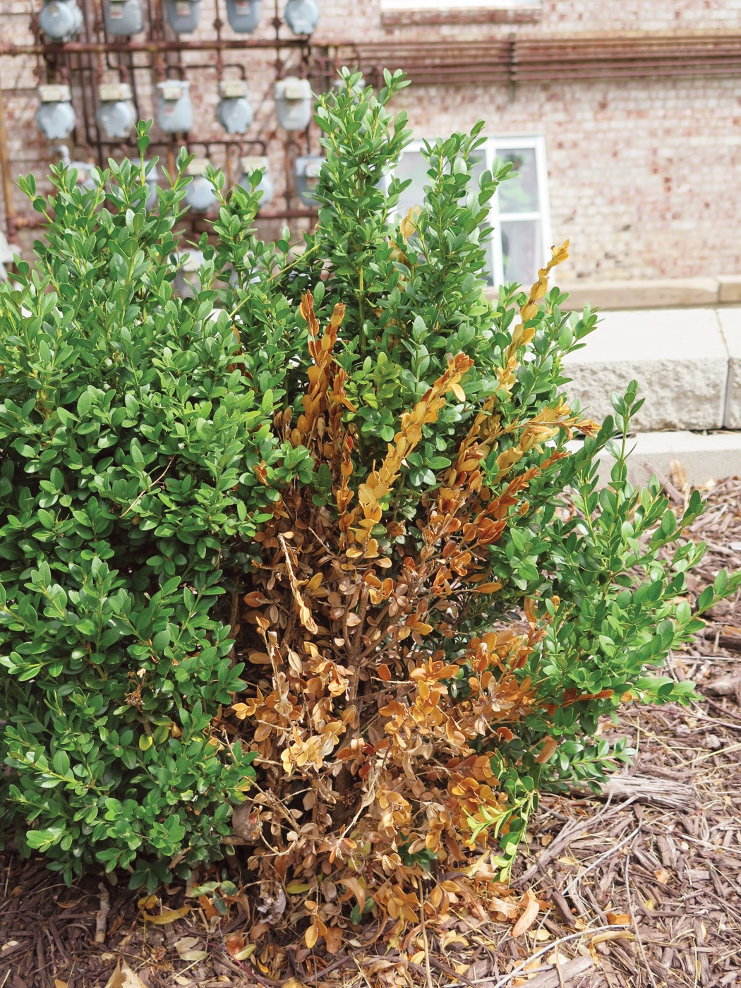 GG163 Arborvitae winter damage: Winter burn can be found on evergreens like the boxwood above and is caused by winter winds drying out evergreen foliage. 