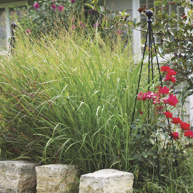 Shenandoah Switchgrass: A row of ‘Shenandoah’ switchgrass completes a partial wall formed by stone blocks. The loose placement of the stone and soft texture of the grass lends privacy to the area behind without looking like an intimidating barrier.