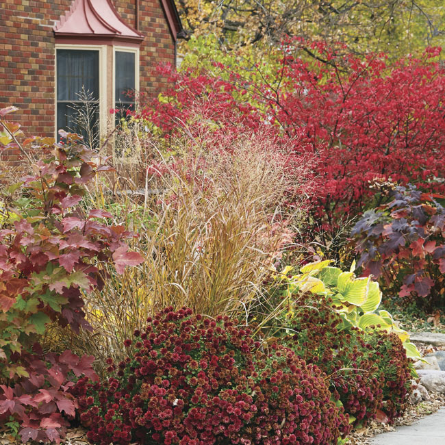 Autumn showoffs with switchgrass: Plant switchgrass among fall-blooming perennials, such as garden mums, and dwarf burning bush and oakleaf hydrangea, which have dazzling fall color.