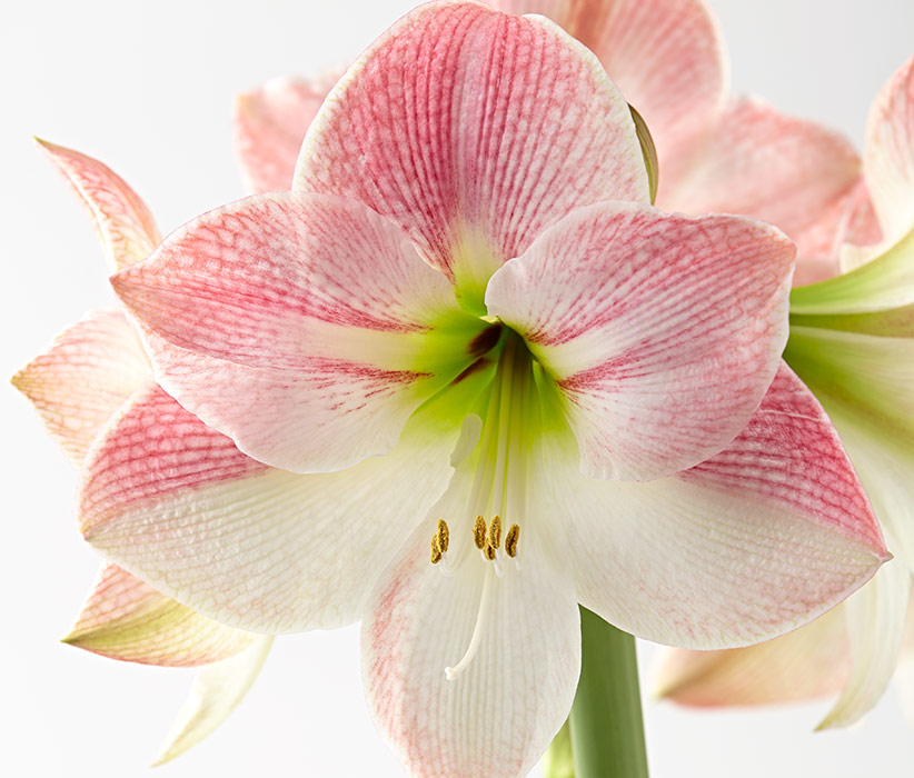 'Apple Blossom' amaryllis bloom: Amaryllis like this ‘Apple Blossom’ are so beautiful that it's worth saving to encourage it to bloom again. 