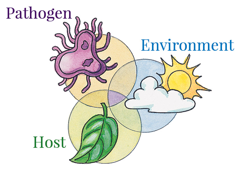 Illustration of pathogen, host and environment relationship for garden diseases
